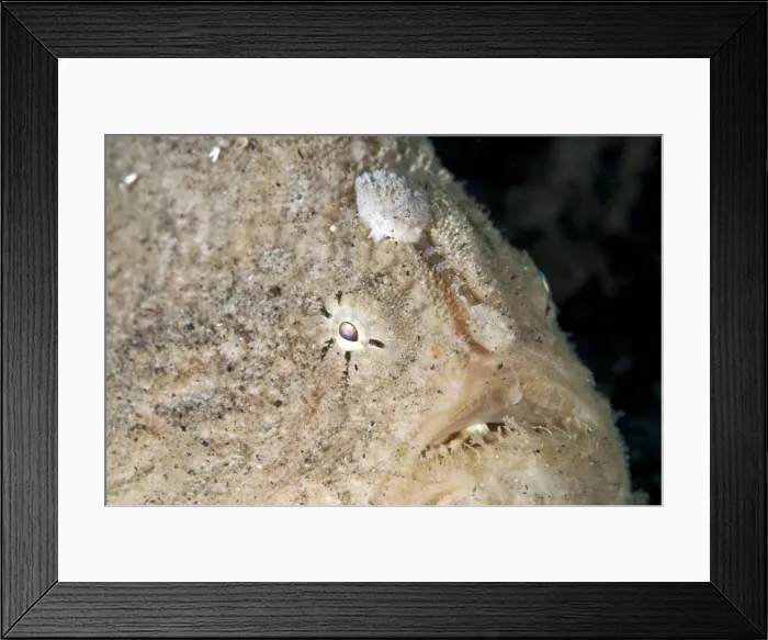 Framed Print : Hispid Frogfish - Indonesia Framed Print : Hispid Frogfish - Indonesia