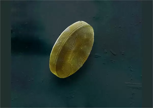 Marine Diatom
