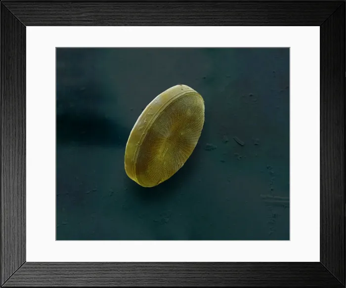 Framed Print : Marine Diatom Framed Print : Marine Diatom
