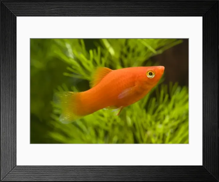 Framed Print : Southern Platyfish  /  Common Platy  /  Moonfish  /  Mickey Mouse Platy