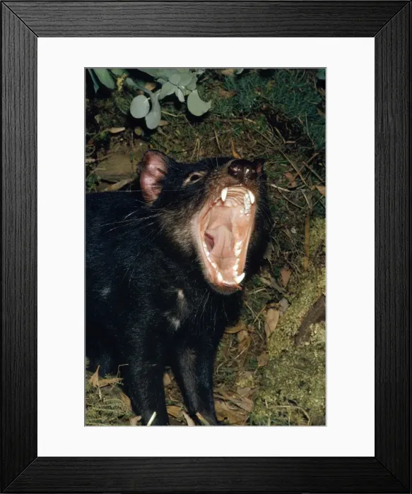 Framed Print : Tasmanian Devil Framed Print : Tasmanian Devil