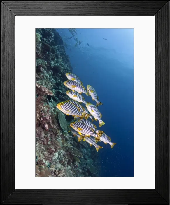 Framed Print : Oriental Sweetlips - Maldives Framed Print : Oriental Sweetlips - Maldives