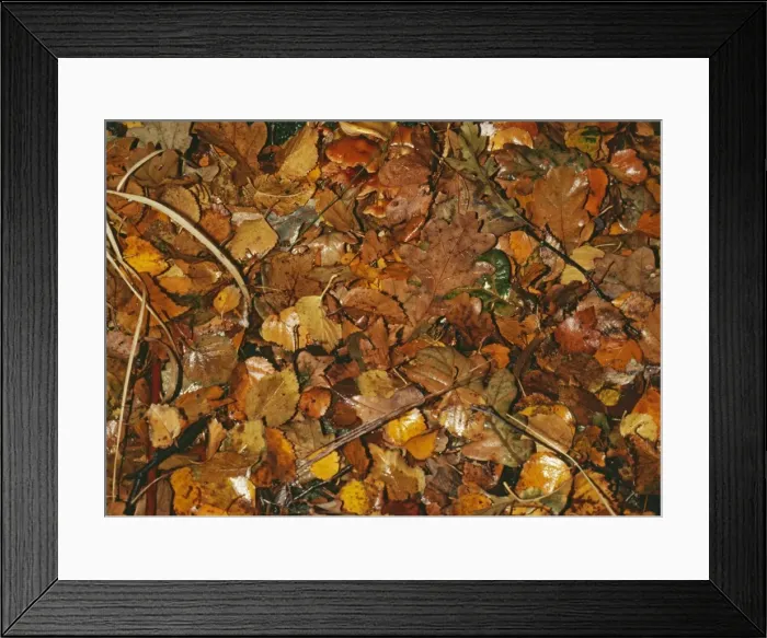 Framed Print : Leaves Litter - Broadleaved woodland leaf Framed Print : Leaves Litter - Broadleaved woodland leaf