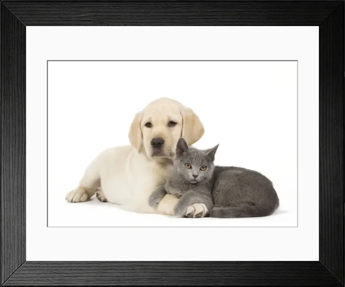 Framed Print : Dog and Cat - Yellow Labrador puppy with Chartreux kitten Framed Print : Dog and Cat - Yellow Labrador puppy with Chartreux kitten