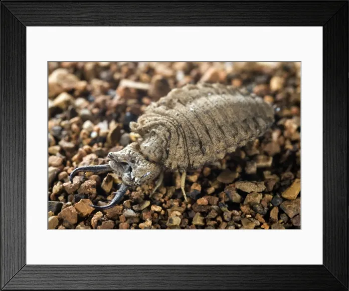 Framed Print : Antlion larva - close-up - Italy Framed Print : Antlion larva - close-up - Italy