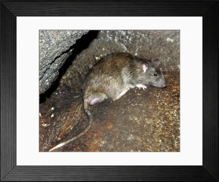 Framed Print : Brown / Common / Norway Rat - adult male with descended testes for breeding Framed Print : Brown / Common / Norway Rat - adult male with descended testes for breeding
