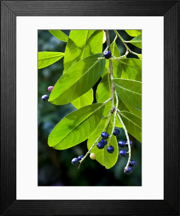 Framed Print : Cherry laurel with fruit Framed Print : Cherry laurel with fruit