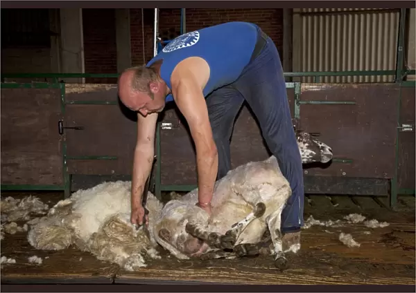 Man shearing sheep - Cotswolds - UK