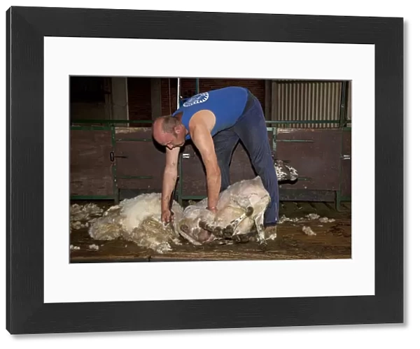 Man shearing sheep - Cotswolds - UK