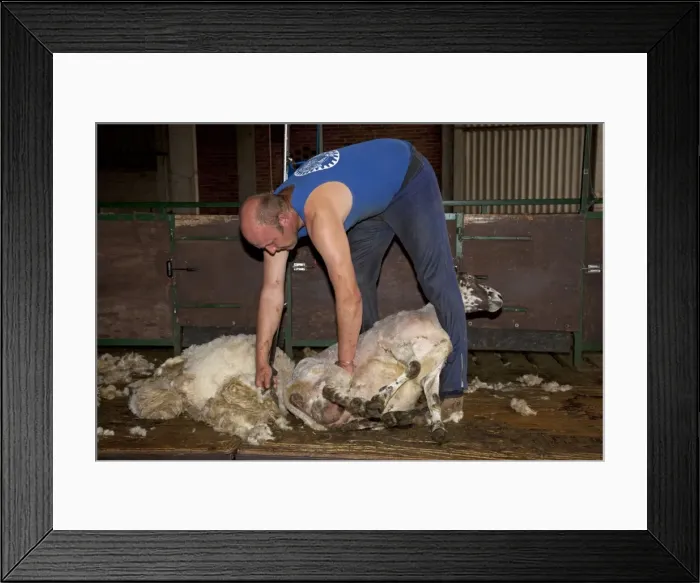 Framed Print : Man shearing sheep - Cotswolds - UK Framed Print : Man shearing sheep - Cotswolds - UK
