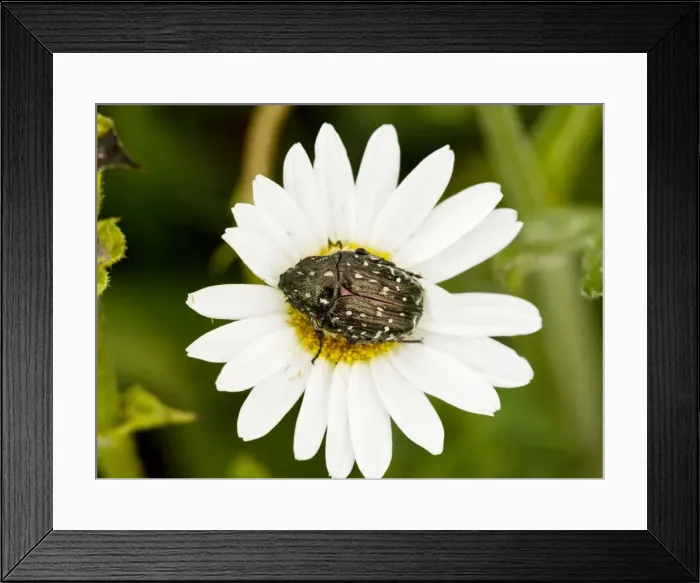 Framed Print : Chafer Beetle - on Ox-eye Daisy flower Framed Print : Chafer Beetle - on Ox-eye Daisy flower