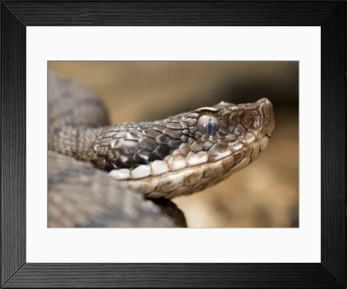 Framed Print : Asp Viper - head close up - Italy Framed Print : Asp Viper - head close up - Italy