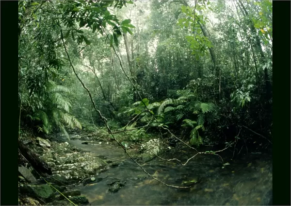 Stream - Tropical Rainforest in wet season, Kuranda Range, North Queensland, Australia JPF01690