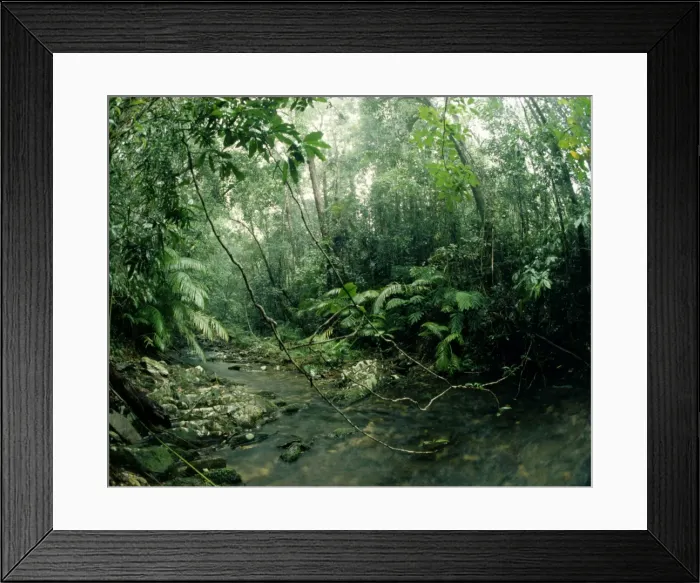 Framed Print : Stream - Tropical Rainforest in wet season, Kuranda Range, North Queensland, Australia JPF01690 Framed Print : Stream - Tropical Rainforest in wet season, Kuranda Range, North Queensland, Australia JPF01690