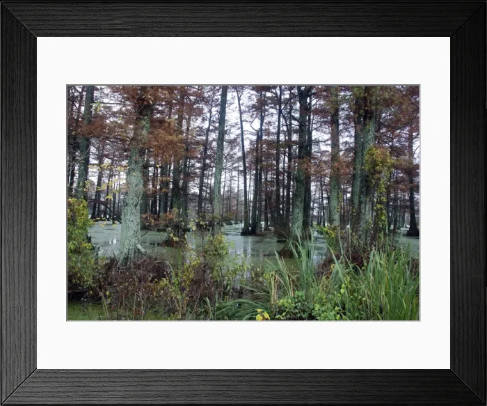 Framed Print : Swamp Cypress forest in Autumn - southern USA Framed Print : Swamp Cypress forest in Autumn - southern USA