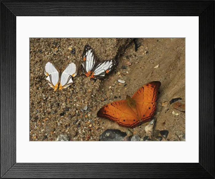Framed Print : Straight Line Mapwing (Cyrestis nivea) + Little Mapwing (Cyrestis maenalis) + Cruiser (Vindula dejone) - sucking minerals on sand - Gunung Leuser National Park - Northern Sumatra - Indonesia Framed Print : Straight Line Mapwing (Cyrestis nivea) + Little Mapwing (Cyrestis maenalis) + Cruiser (Vindula dejone) - sucking minerals on sand - Gunung Leuser National Park - Northern Sumatra - Indonesia