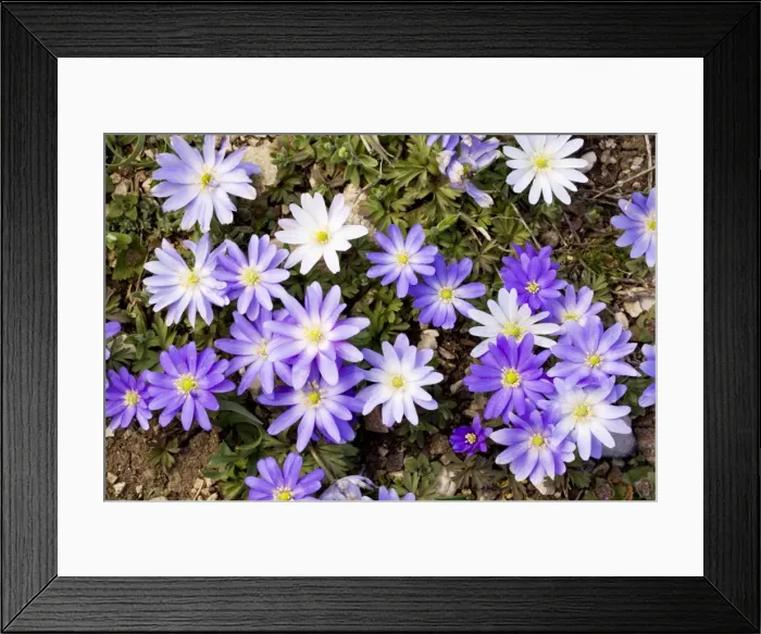 Framed Print : An anemone - near the snow-line in the Taurus Mountains, south Turkey Framed Print : An anemone - near the snow-line in the Taurus Mountains, south Turkey