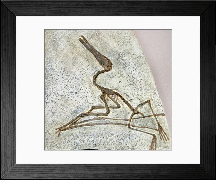 Framed Print : Pterodactyl: fossil flying reptile, Jurassic Framed Print : Pterodactyl: fossil flying reptile, Jurassic