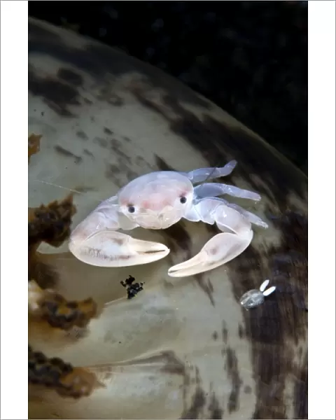 Sea Pen Crab  /  Porcelain Crab - with a Copepod