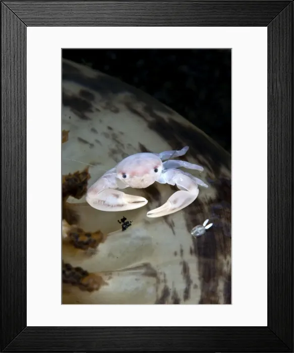 Framed Print : Sea Pen Crab / Porcelain Crab - with a Copepod Framed Print : Sea Pen Crab / Porcelain Crab - with a Copepod