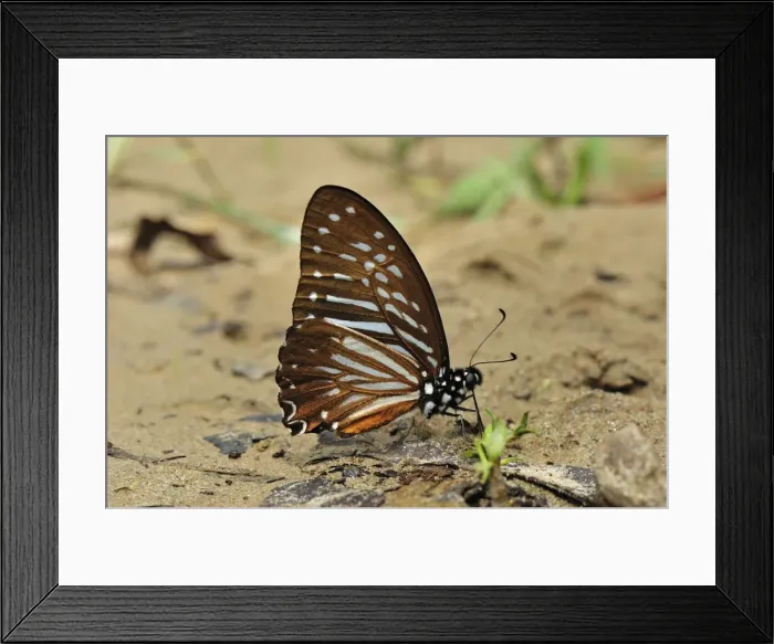 Framed Print : Lesser Zebra - male - Danaid mimic of Parantica sp. - Gunung Leuser National Park - Northern Sumatra - Indonesia Framed Print : Lesser Zebra - male - Danaid mimic of Parantica sp. - Gunung Leuser National Park - Northern Sumatra - Indonesia