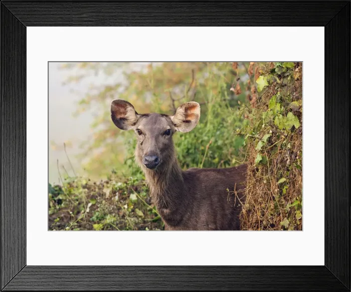 Framed Print : Sambar Deer - Keoladeo National Park, Rajasthan, India Framed Print : Sambar Deer - Keoladeo National Park, Rajasthan, India