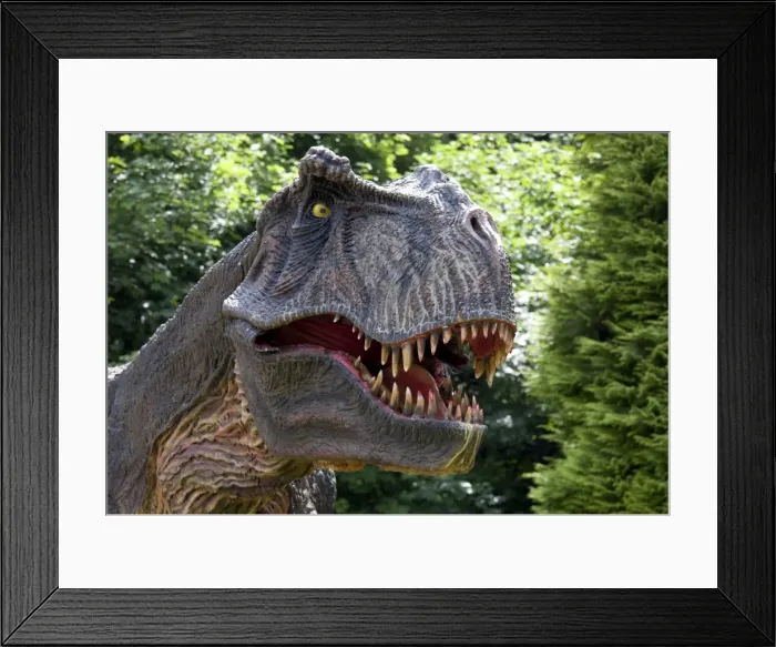 Framed Print : Prehistoric Reconstruction - close up head of Tyrannosaurus Rex - an extinct carnivorous therpod - Wildlife Park - Combe Martin - Devon - UK