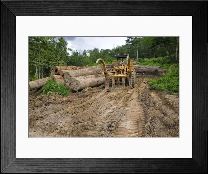 Framed Print : Timber at a logging area near the Danum Valley Conservation Area - Sabah - Borneo - Malaysia Framed Print : Timber at a logging area near the Danum Valley Conservation Area - Sabah - Borneo - Malaysia