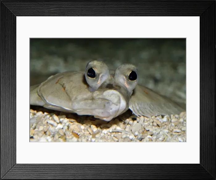 Framed Print : Plaice, European coasts, North Atlantic and North Sea. Fish lies on its left side, with left eye migrating to the upper surface during metamorphosis Framed Print : Plaice, European coasts, North Atlantic and North Sea. Fish lies on its left side, with left eye migrating to the upper surface during metamorphosis