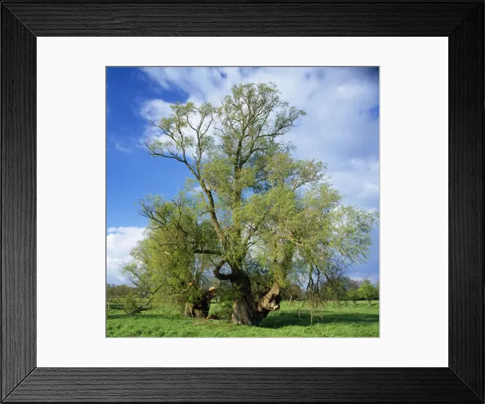 Framed Print : Ancient Crack Willows Framed Print : Ancient Crack Willows