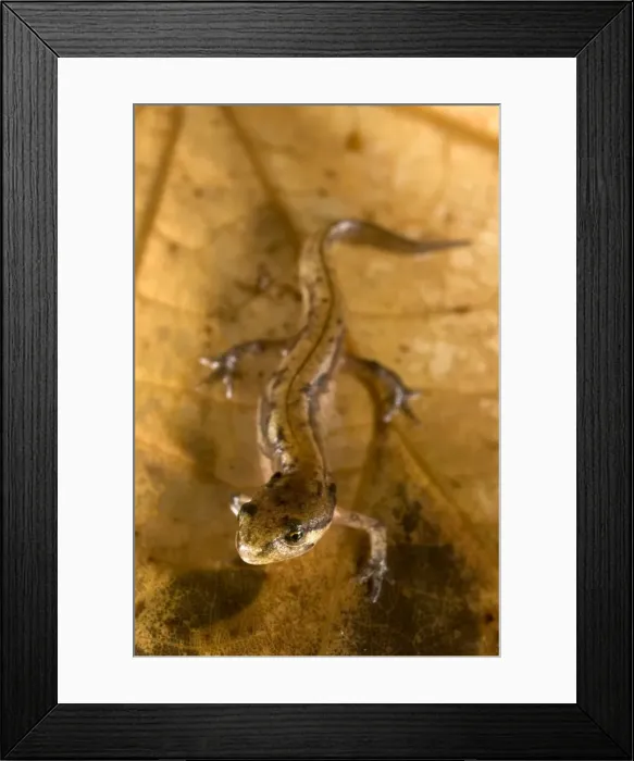 Framed Print : Italian newt - young - Abruzzo - Italy Framed Print : Italian newt - young - Abruzzo - Italy