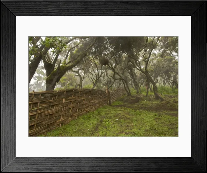 Framed Print : Bamboo fence in Harenna forest - Bale Mountains - Ethiopia - Africa Framed Print : Bamboo fence in Harenna forest - Bale Mountains - Ethiopia - Africa