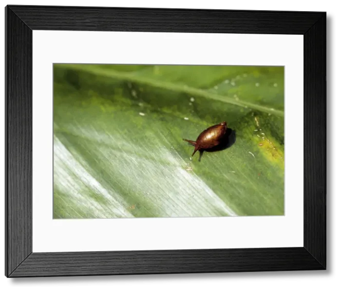 Framed Print : Blushing Snail - endemic - St Helena Framed Print : Blushing Snail - endemic - St Helena