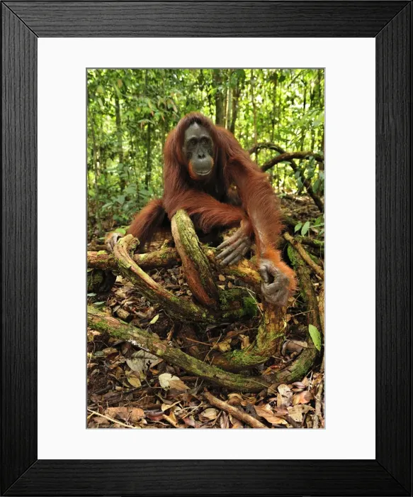 Framed Print : Borneo Orangutan - female - Camp Leakey - Tanjung Puting National Park - Kalimantan - Borneo - Indonesia Framed Print : Borneo Orangutan - female - Camp Leakey - Tanjung Puting National Park - Kalimantan - Borneo - Indonesia