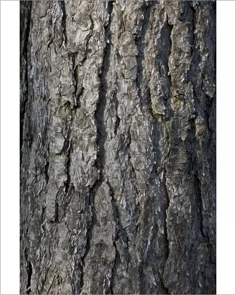 Black Pine Trees - bark - Belgium