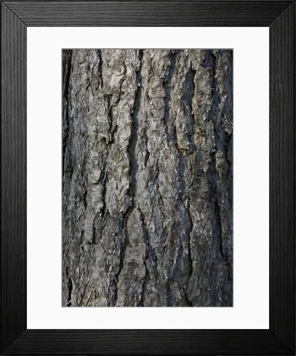 Framed Print : Black Pine Trees - bark - Belgium Framed Print : Black Pine Trees - bark - Belgium