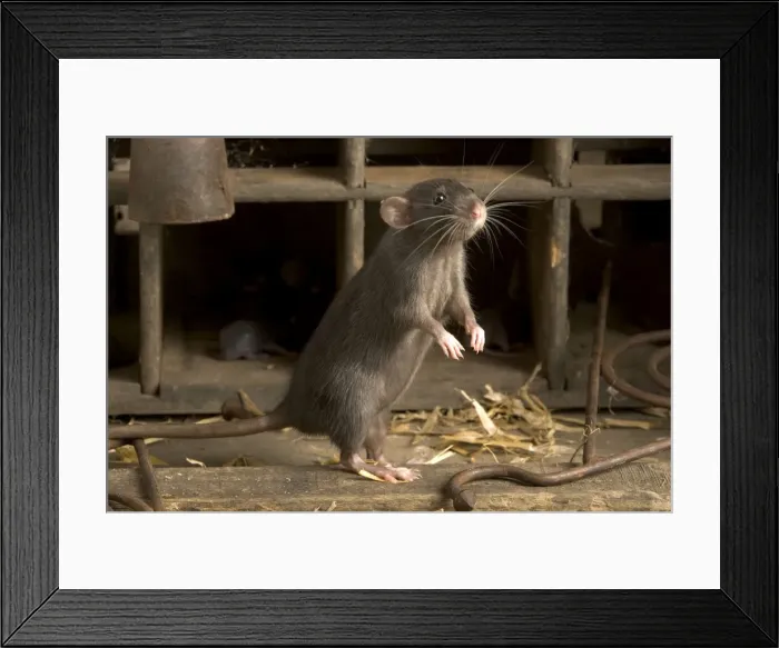 Framed Print : Brown Rat - on hind legs Framed Print : Brown Rat - on hind legs
