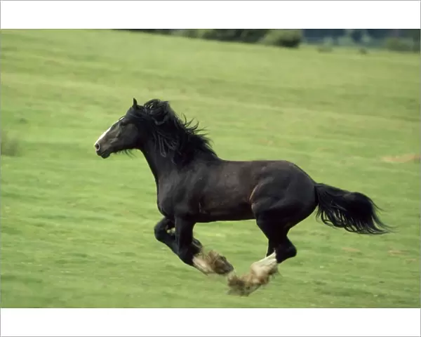 Draught  /  Shire Horse - stallion