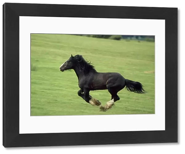 Draught  /  Shire Horse - stallion