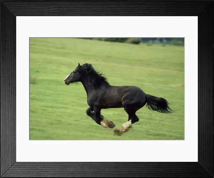 Framed Print : Draught / Shire Horse - stallion Framed Print : Draught / Shire Horse - stallion
