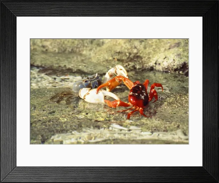 Framed Print : Blue Crab - preying on Red Crab (Gecarcoidea natalis) - Christmas Island - Indian Ocean (Australian Territory) Framed Print : Blue Crab - preying on Red Crab (Gecarcoidea natalis) - Christmas Island - Indian Ocean (Australian Territory)