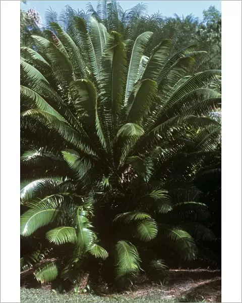 Cycad. LB-8202. Cycad. Mexico. Dioon spinulosum. Cycadaceae. Ian Beames.