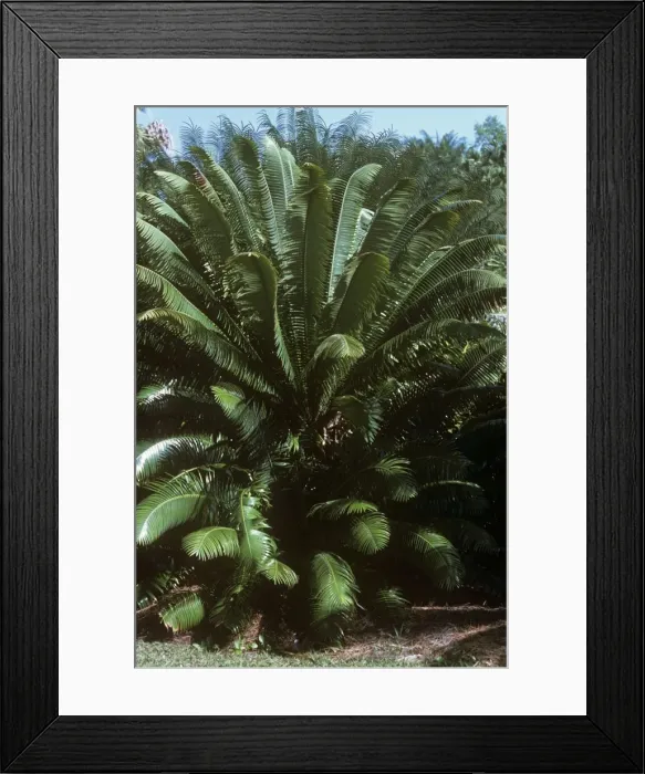 Framed Print : Cycad. LB-8202. Cycad. Mexico. Dioon spinulosum. Cycadaceae. Ian Beames. Framed Print : Cycad. LB-8202. Cycad. Mexico. Dioon spinulosum. Cycadaceae. Ian Beames.