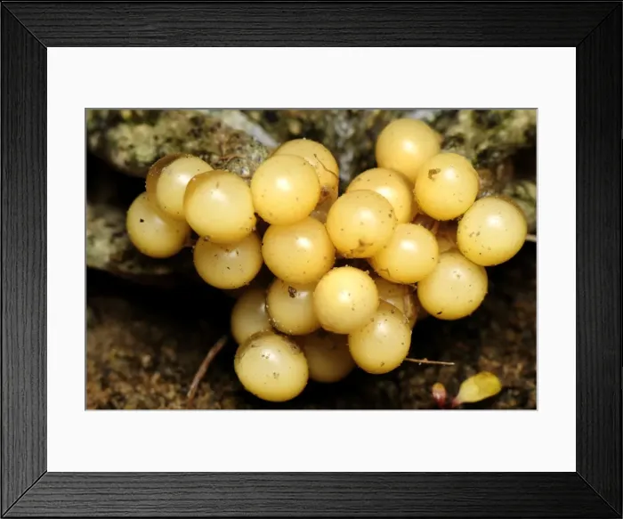 Framed Print : eggs of Midwife Toad - Switzerland Framed Print : eggs of Midwife Toad - Switzerland