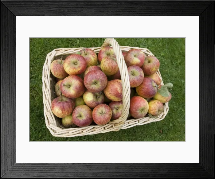 Framed Print : Basket of freshly picked English eating apples - Wicker basket full of freshly picked ripe organic English eating apples Cotswolds UK Framed Print : Basket of freshly picked English eating apples - Wicker basket full of freshly picked ripe organic English eating apples Cotswolds UK