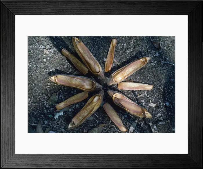 Framed Print : Mahogany Tree Seed Pod - opened to reveal design for wind dispersal Amazonia Brazil South America Framed Print : Mahogany Tree Seed Pod - opened to reveal design for wind dispersal Amazonia Brazil South America