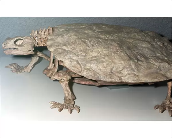 Freshwater Turtle: Fossil from the Triassic