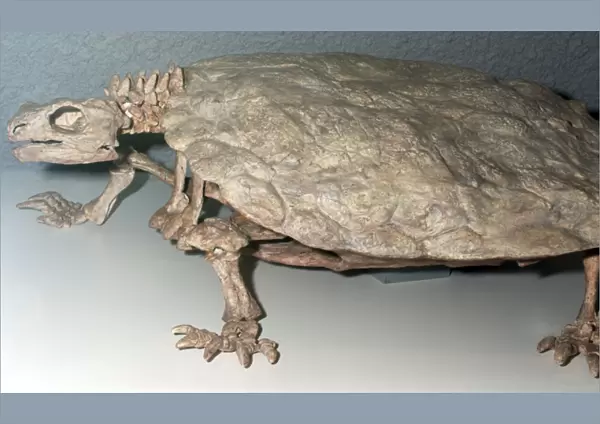 Freshwater Turtle: Fossil from the Triassic