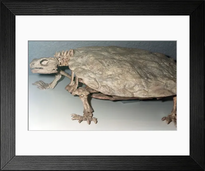 Framed Print : Freshwater Turtle: Fossil from the Triassic Framed Print : Freshwater Turtle: Fossil from the Triassic