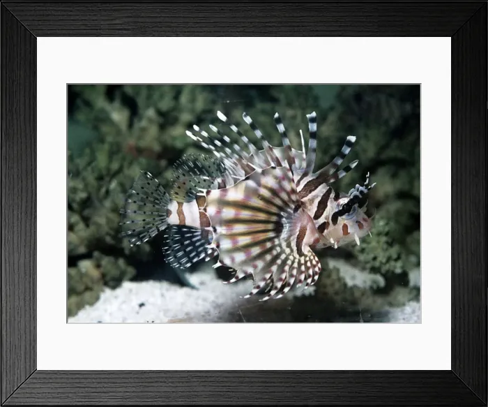 Framed Print : Lionfish. PM-1332. LIONFISH. Pterois volitans. Pat Morris. Framed Print : Lionfish. PM-1332. LIONFISH. Pterois volitans. Pat Morris.